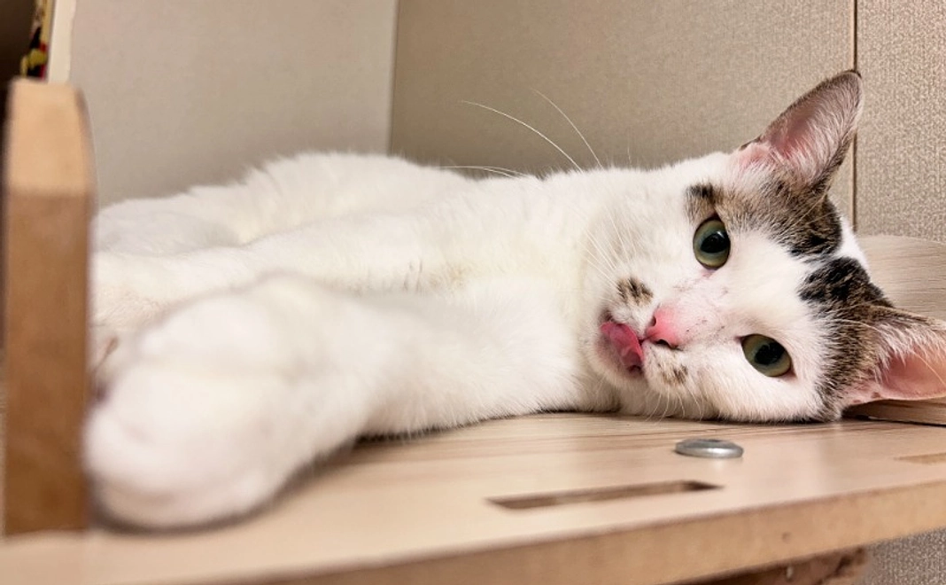 新シェルター開設応援コース｜3千円