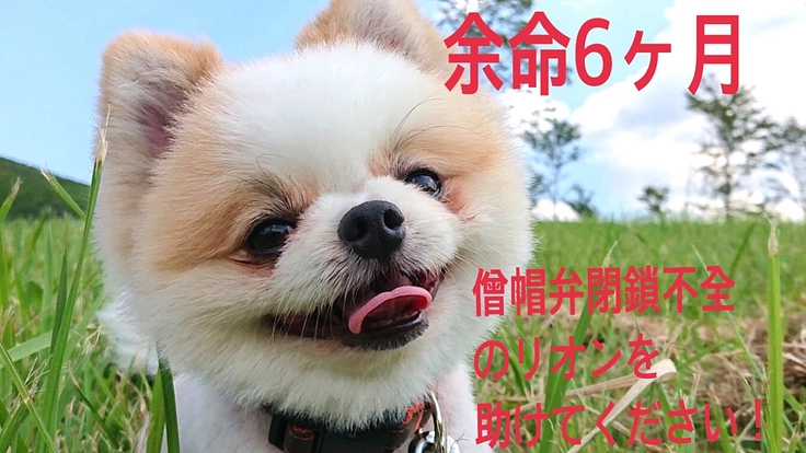 「僧帽弁閉鎖不全症」のリオンを助けてください!