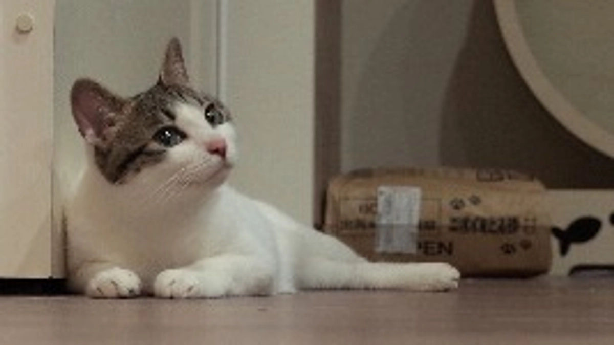 いそべが正式譲渡になりました！