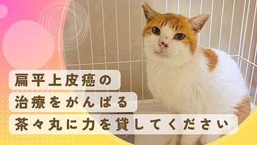 扁平上皮癌の手術を受けさせたい！お外で頑張ってきた保護猫茶々丸 のトップ画像