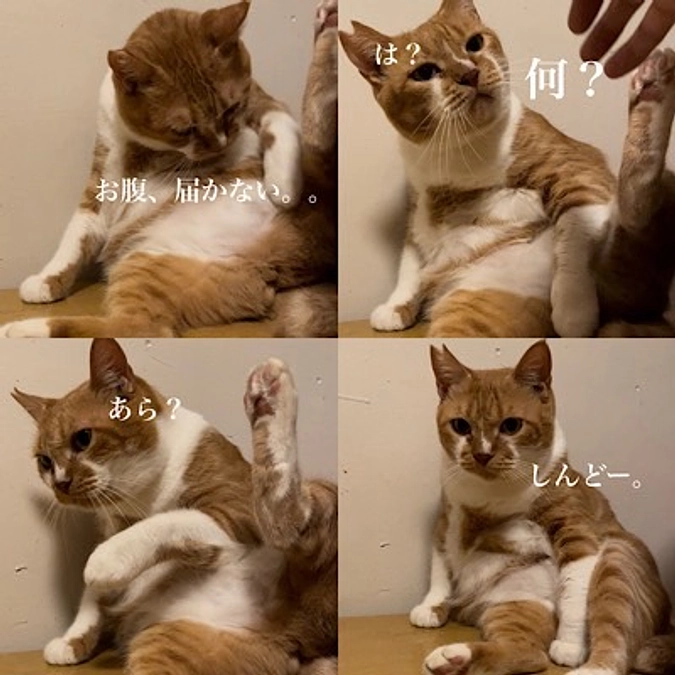 第一種動物取扱責任者