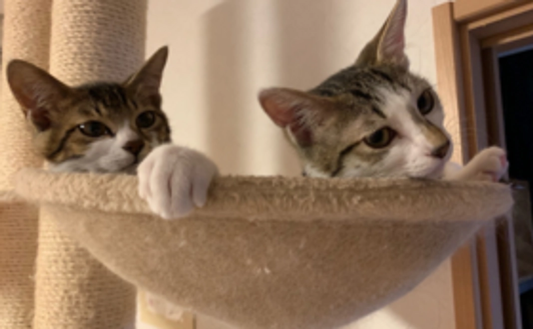 つなぐねこを応援！