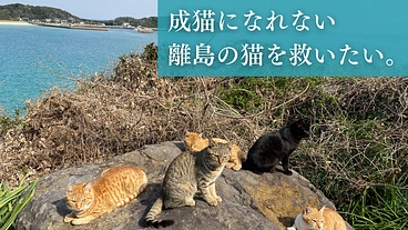 過酷な環境で暮らす猫を救う。長崎の離島「壱岐」の猫に不妊去勢手術を のトップ画像