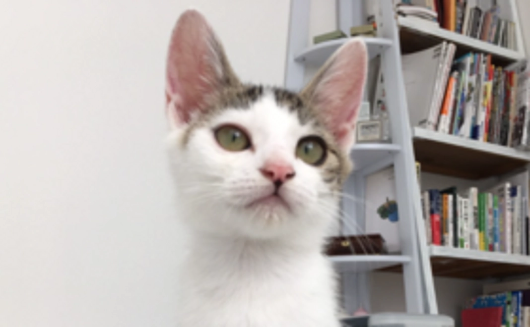 猫たちからの「THANK YOU!」お礼のお手紙