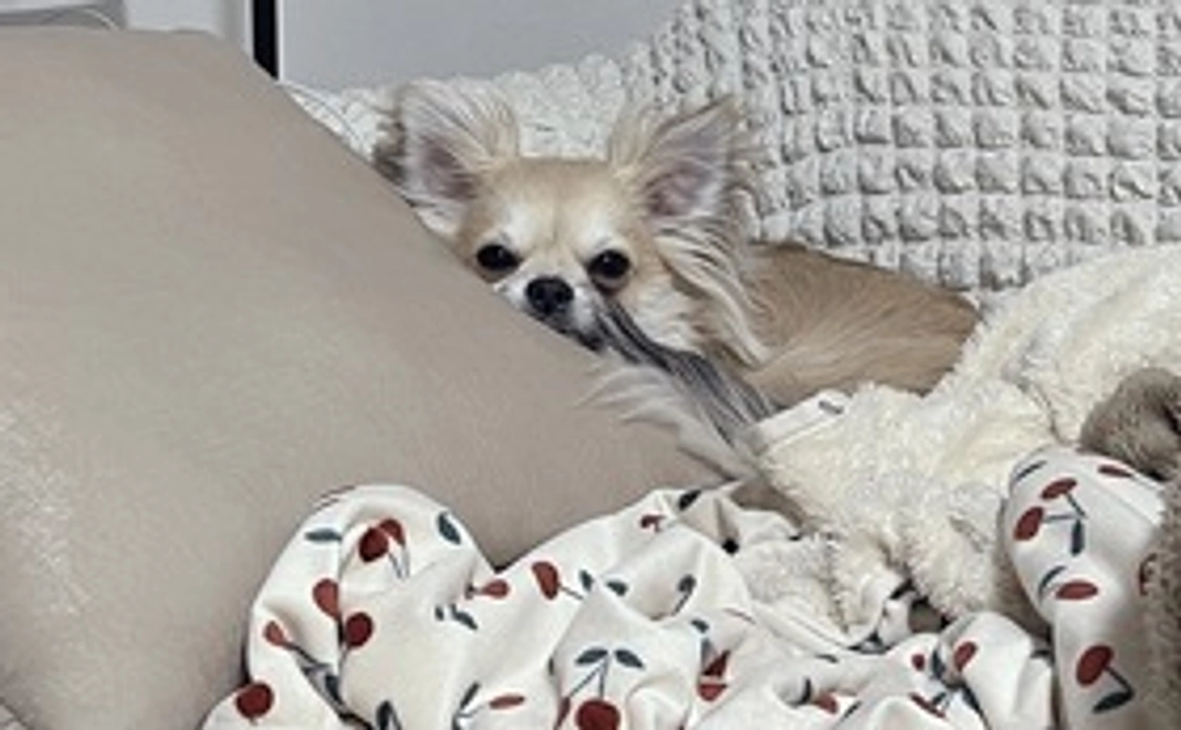 こはくへの応援　その1