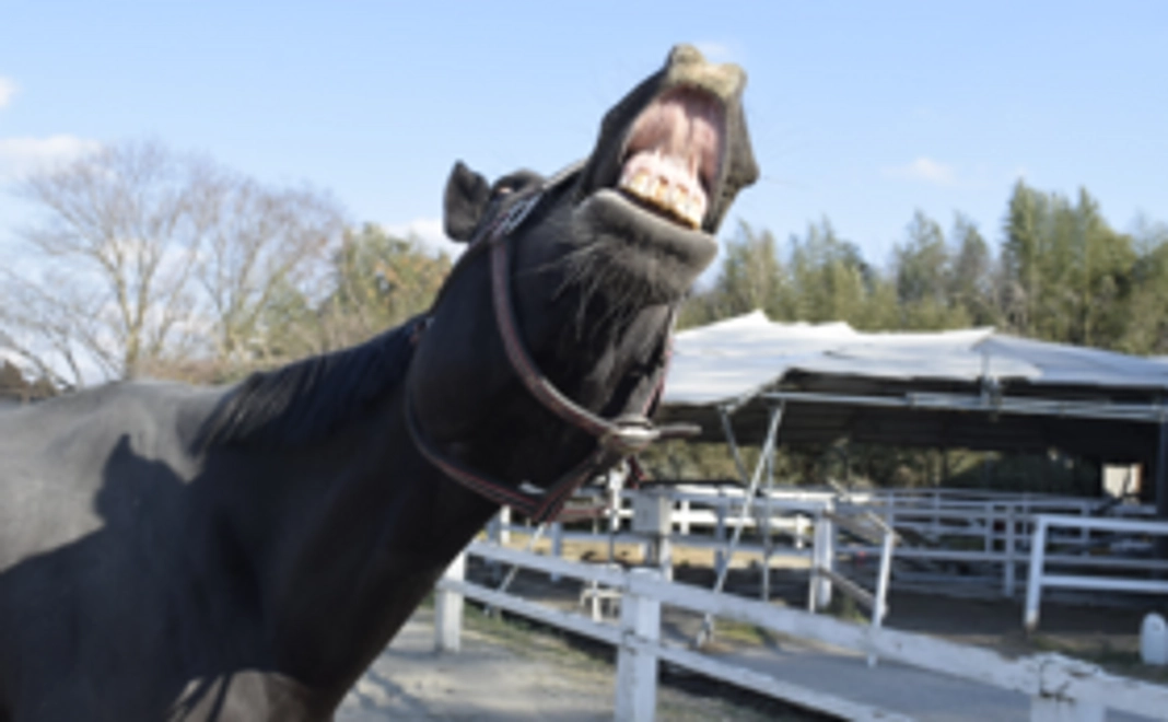 【全力応援】お気持ち支援プラン