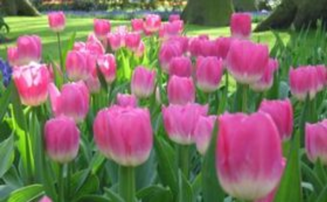 オランダの名産セット