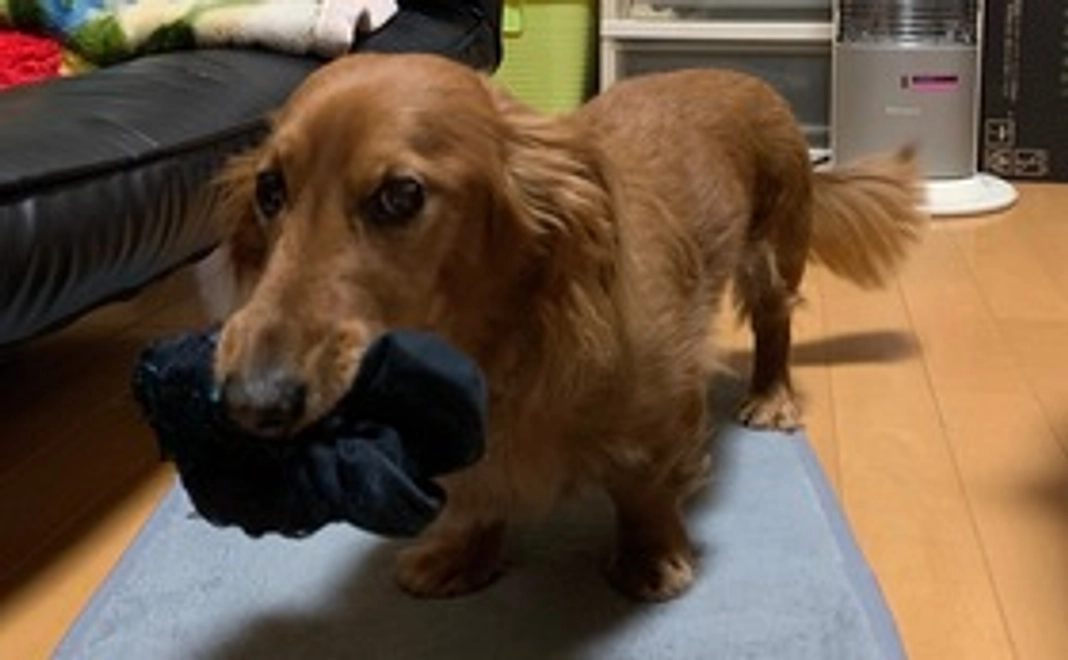 アルビンを応援！２