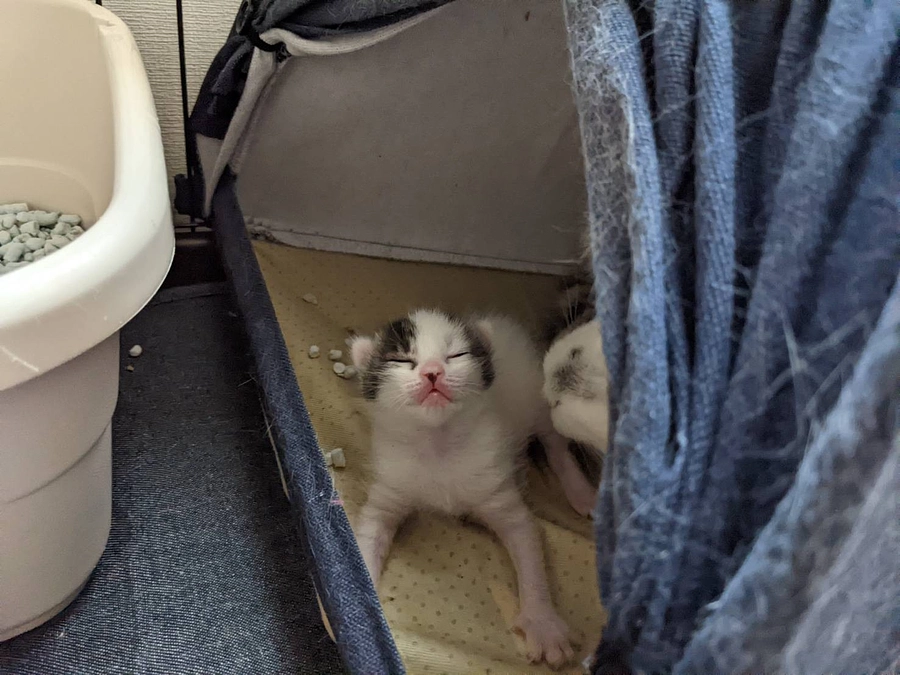 ボランティアさんの紹介とメッセージです