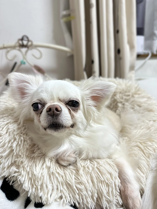 手術の日程のご報告