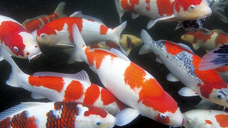 錦鯉の魅力を世界に!