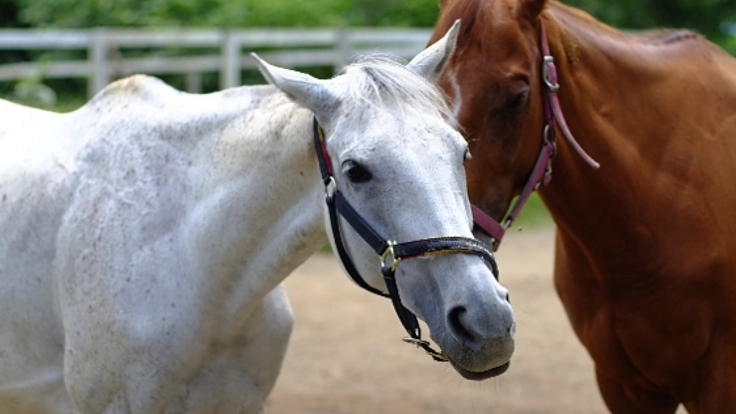 「ウインバリアシオンとメジロマックイーン」夢の血統を青森で！