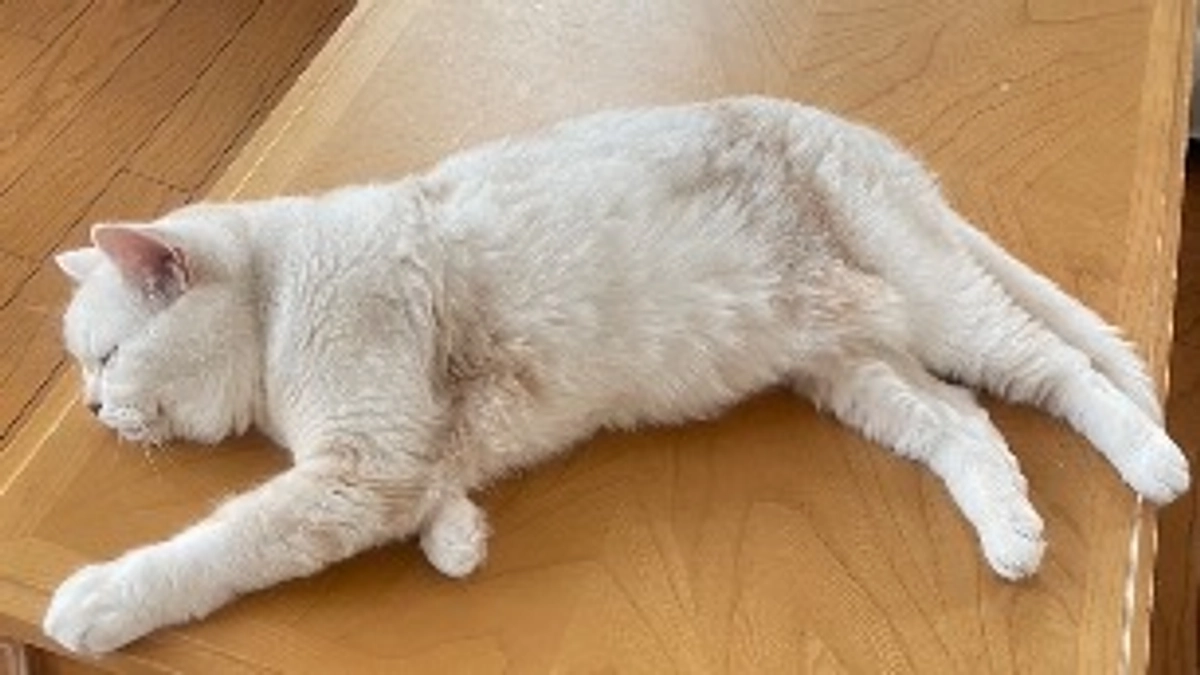 通院がんばりました🐾