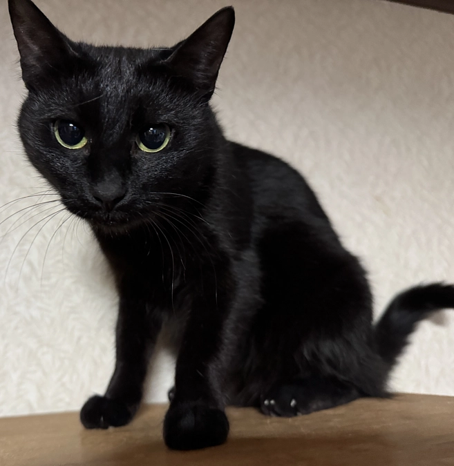 《11匹目》黒猫🐈‍⬛4兄妹 ヤセ【猫紹介】