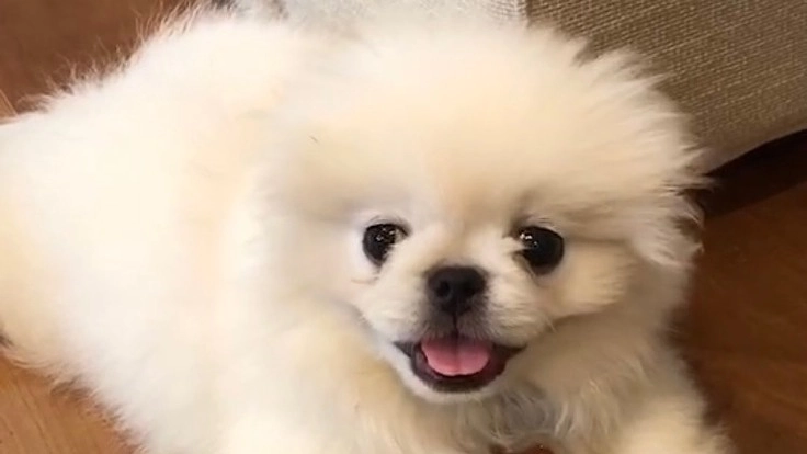 肺動脈狭窄症、重度の子犬ハクを助けたいです。よろしくお願いします。