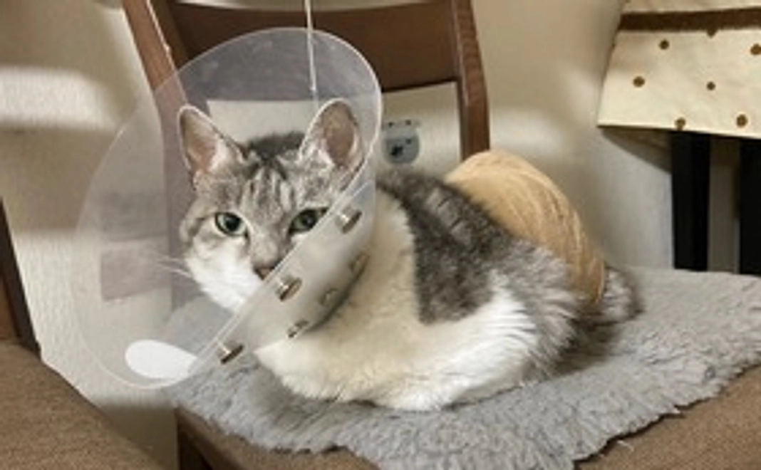 ハッピー応援コース1