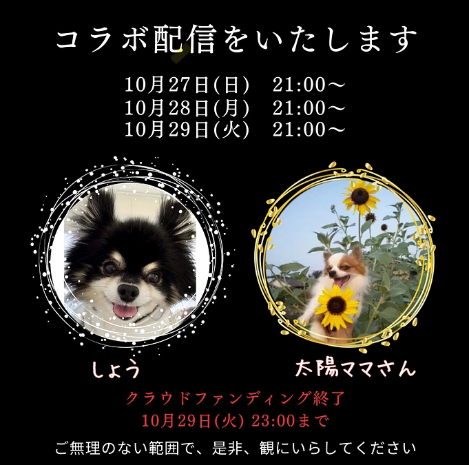 【コラボ配信のお知らせ🐾】Instagramにて