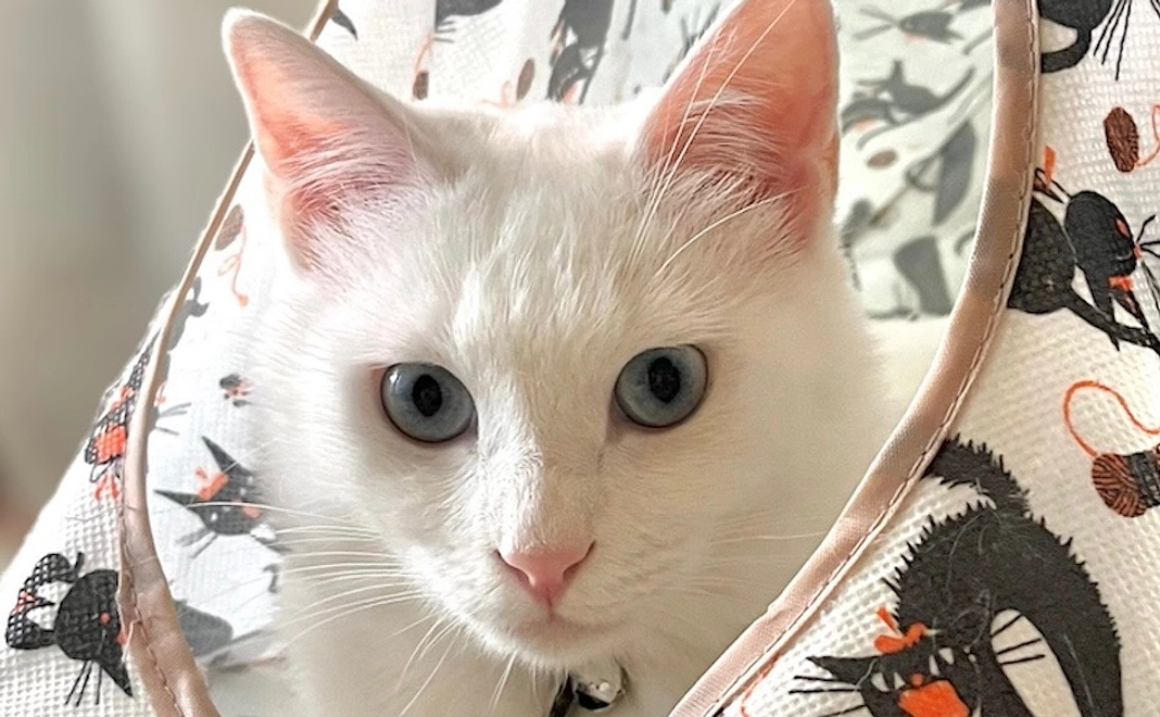 応援ありがとうの感謝状1000