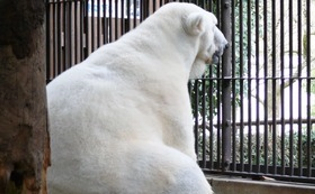 ホテル古湧園遥入浴券＋とべ動物園1日入園券