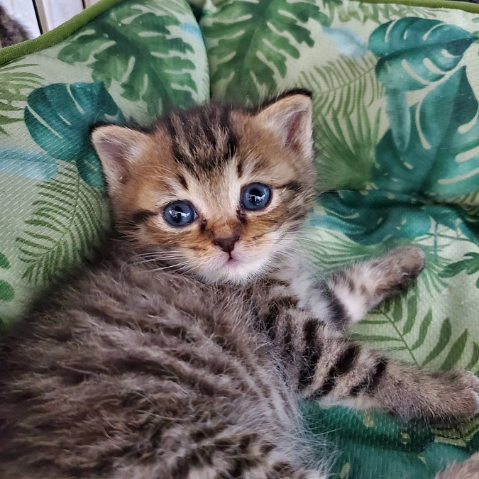 ボランティアメッセージリレー②（ミルク担当：中嶋さん）