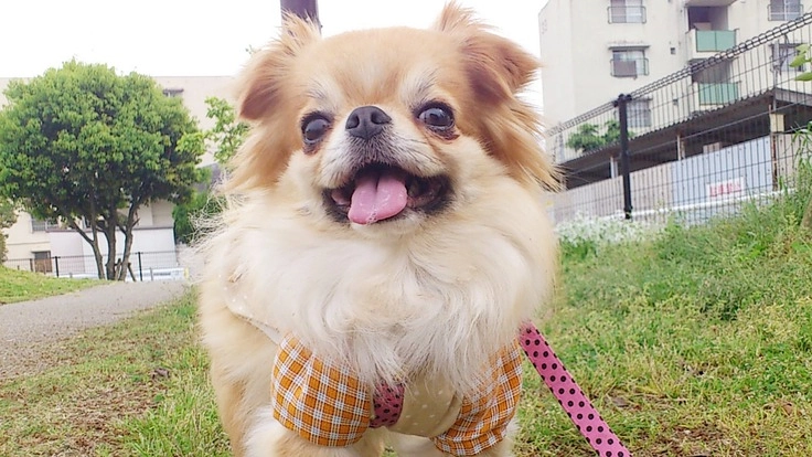 心臓病【僧帽弁閉鎖不全症】で余命半年の空を手術で助けたい！