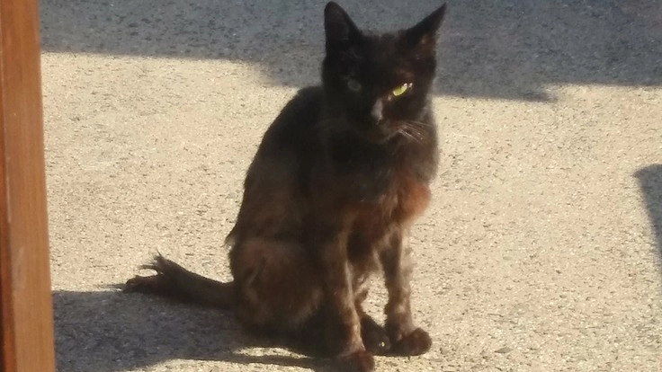 怪我をした猫を保護しました。治療費のご支援、ご協力お願い致します。