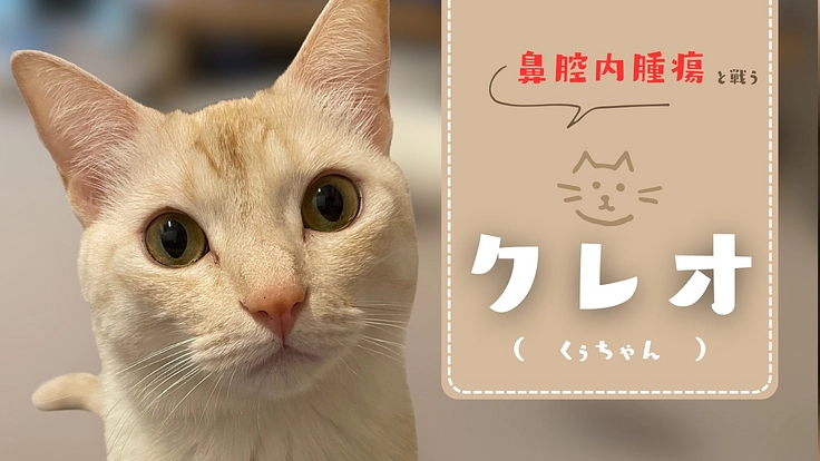 大切な愛猫クレオを抗がん剤で救いたい。