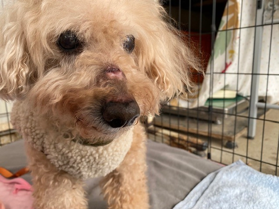 【シェルターNEWS】新しく犬を保護しました！