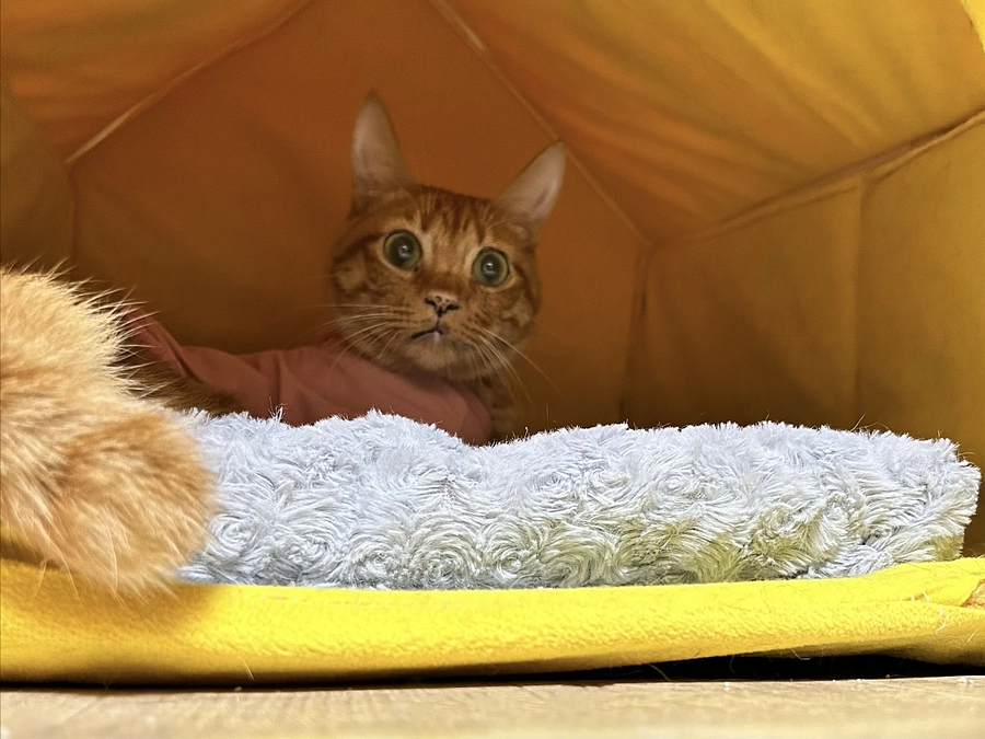 近所のかかりつけ医で点滴　2.80kg