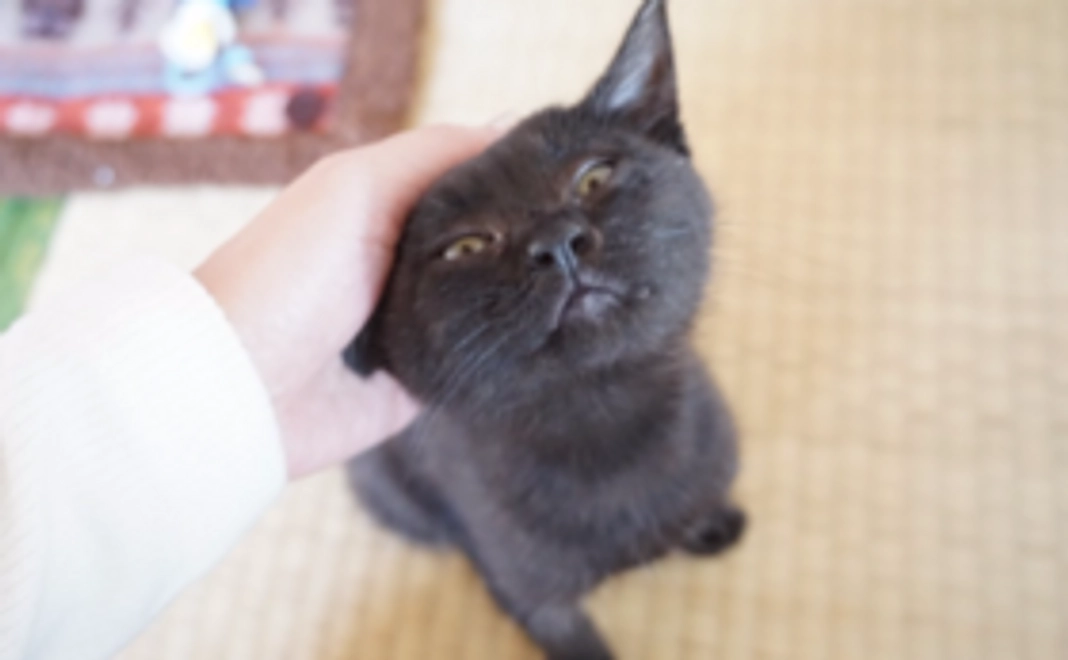 [応援コース]基本となる仔猫のメディカルケアとして検便・駆虫・ワクチン接種・健康診断を受けられる資金を残すことができます