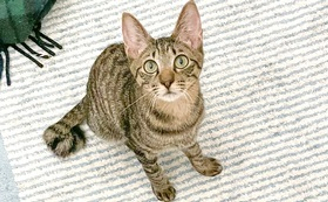 【お薬50mg分】1000円