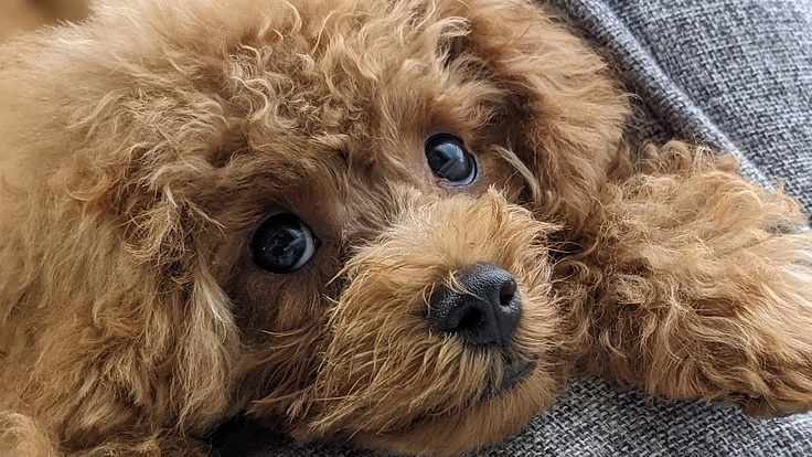 先天性門脈体循環シャントの愛犬を助けてくだい！