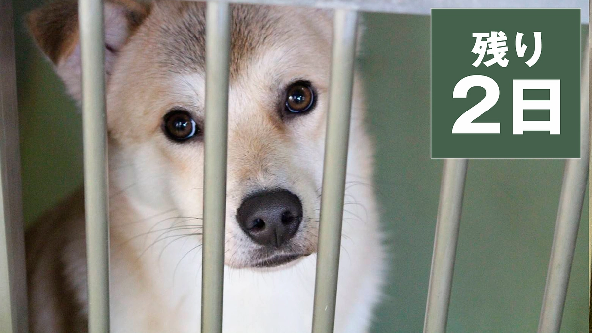 終了まで残り2日となりました！