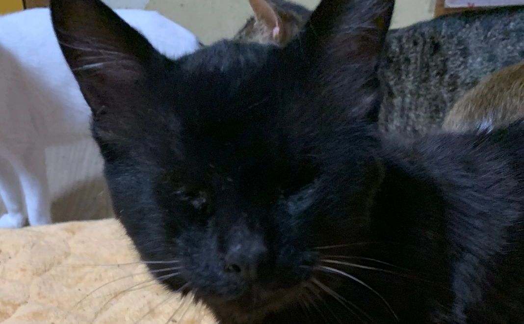 1匹の目薬代になります