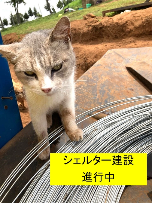 シェルター建設進行中のお知らせ