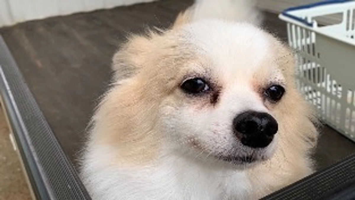 タイラーが入院して４日目🚨