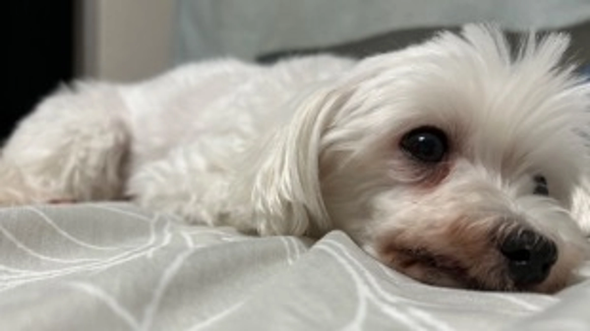 📣手術の予約を取りました。