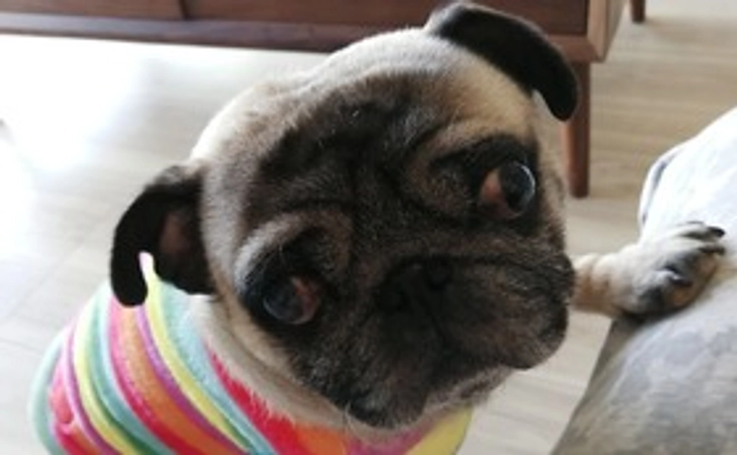 リターン不要のご支援(2000円)