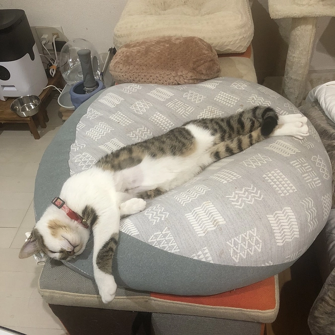 早速のご支援ありがとうございます😸🤝