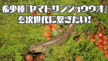 滋賀県田村山の希少種「ヤマトサンショウウオ」を次世代に繋ぎたい! のトップ画像