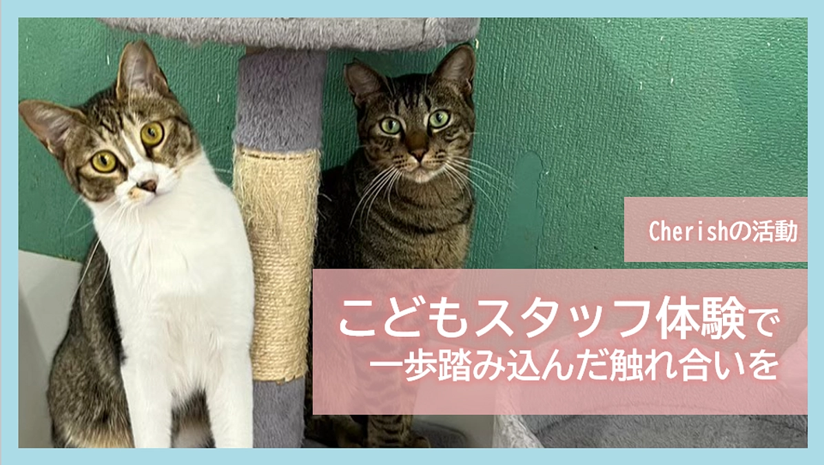 Cherishの活動｜こどもスタッフ体験で一歩踏み込んだ触れ合いを