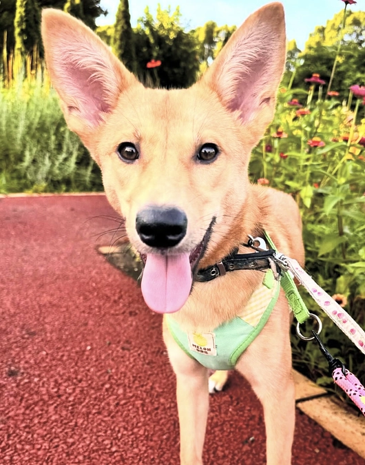 誕生日プレゼントは「家族」〜くるちゃん〜