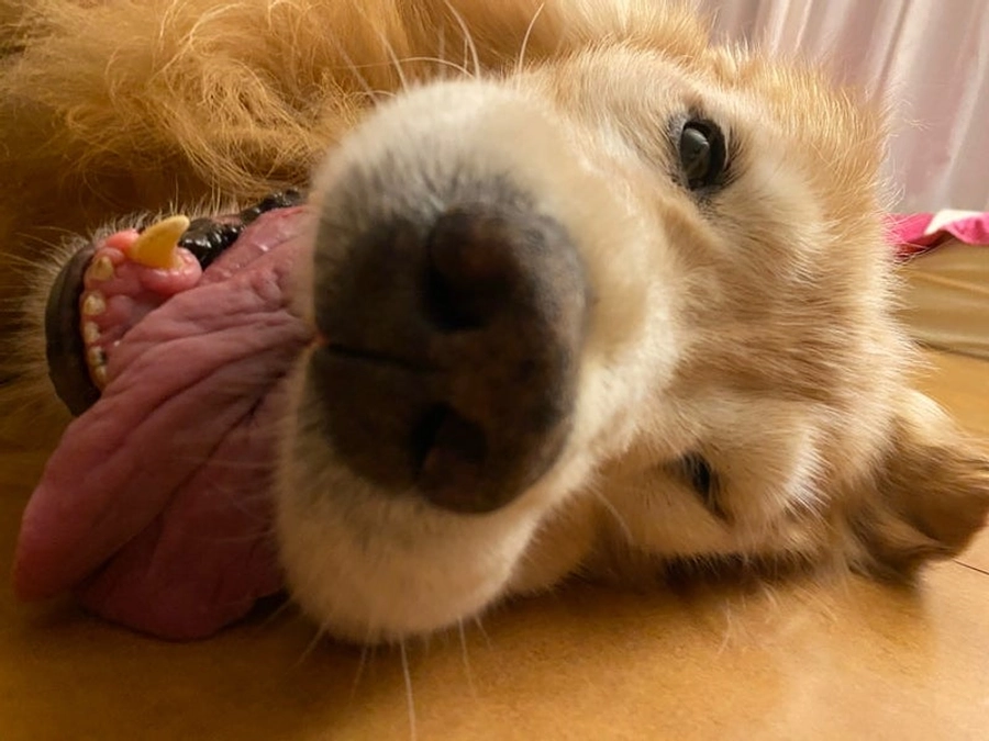 こちらのモデルは🐨こあら🐨だよ