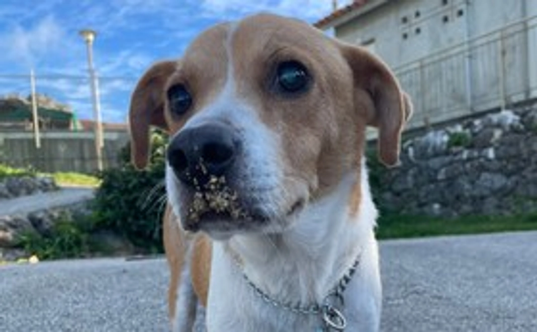 テディー応援コース1