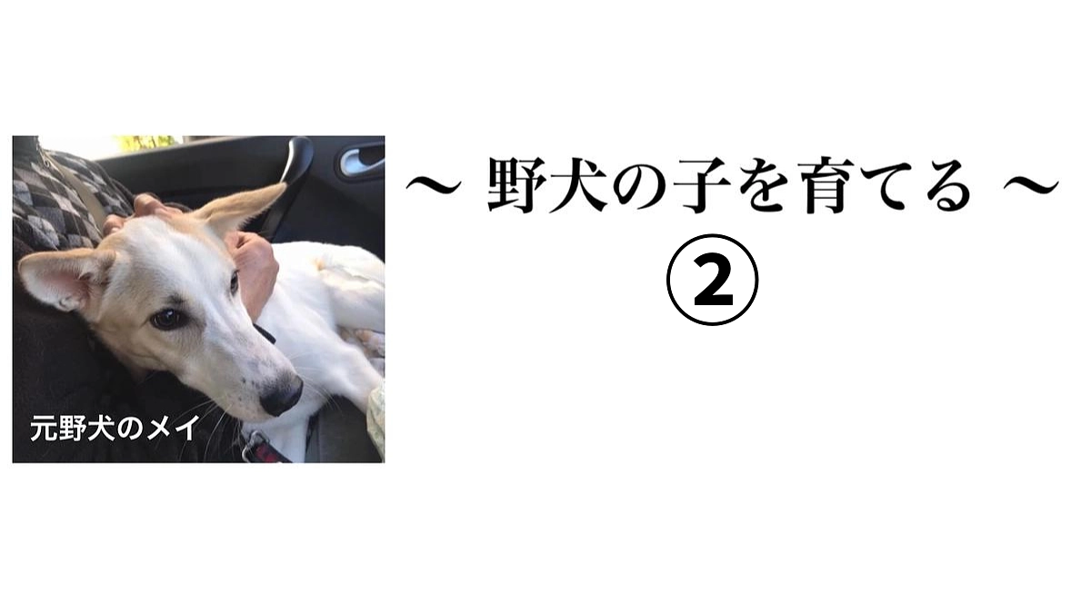 プロジェクト終了まであと15日！【2023, 那須にて保護した野犬の子たち】〜野犬の子を育てる②〜