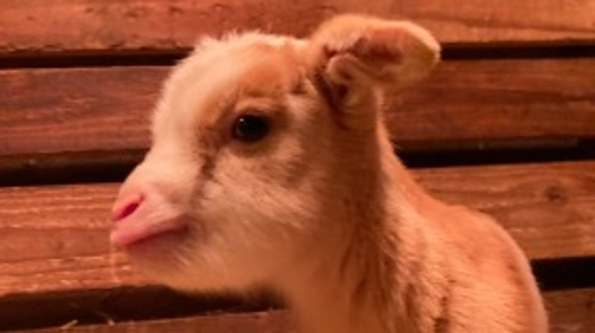 クラファン効果か？！ヤギーズランドが全国デビューします！