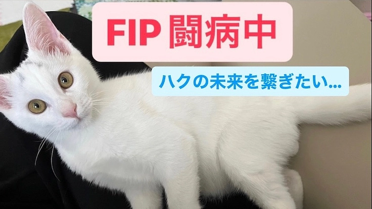 保護猫ハク【FIP闘病中】ご支援お願いします！
