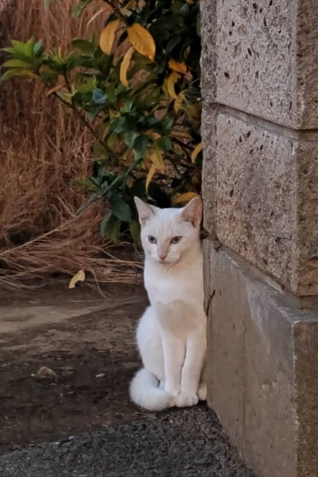 のら猫ちゃん情報収集2