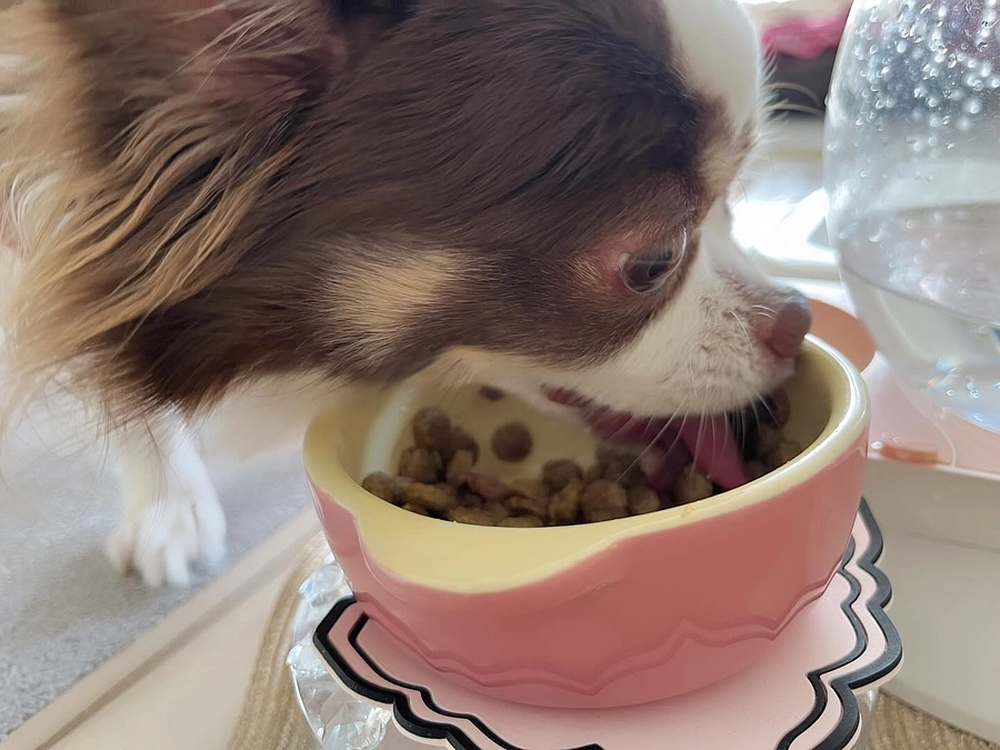 2023.12.29 お腹、治りました💦