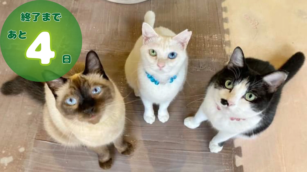 クラウドファンディング終了まで、残り4日！